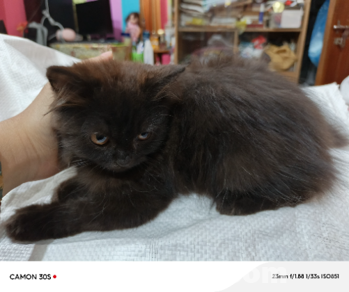 Persian male cat traditional